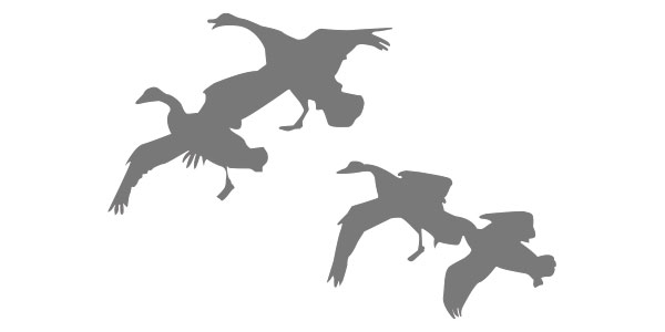 4 Canada Geese Landing Sillouhette Gray Graphic - Web Design and Graphic Design