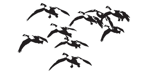 Canada Geese Landing Sillouhettes Graphic - Web Design and Graphic Design