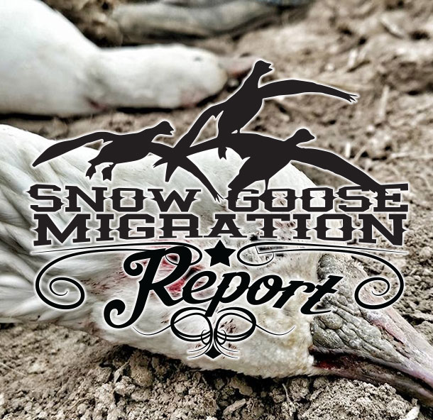Snow Goose Migration Reports Recent Web Design